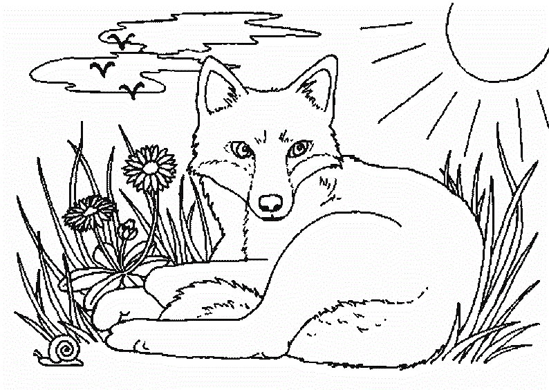 zorro coloring pages - photo #31